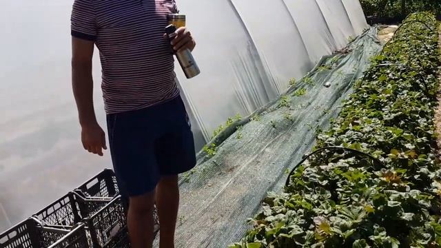 Выращивание клубники в Крыму смотреть онлайн