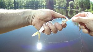 #24 "Лебяжий пруд". Мормышинг & микроджиг.