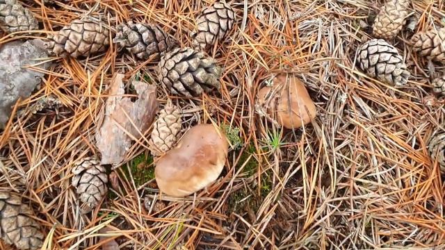 Грибы из песка. Сбор грибов в Уникальном месте. смотреть онлайн