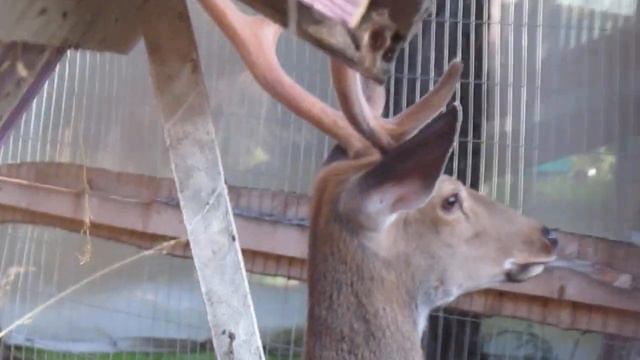 Семья оленей в к/з "Теремок". смотреть онлайн