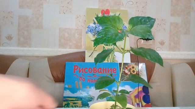КОМНАТНЫЕ ЦВЕТЫ. ЦВЕТОЧНЫЙ МИКС. КАРТИНЫ ПО НОМЕРАМ. НОВЫЙ ШТАТИВ. смотреть онлайн