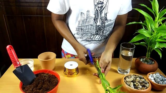 Easiest Way to Grow Lucky Bamboo | How to Propagate Lucky Bamboo смотреть онлайн