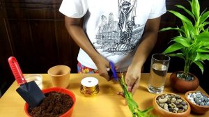 Easiest Way to Grow Lucky Bamboo | How to Propagate Lucky Bamboo
