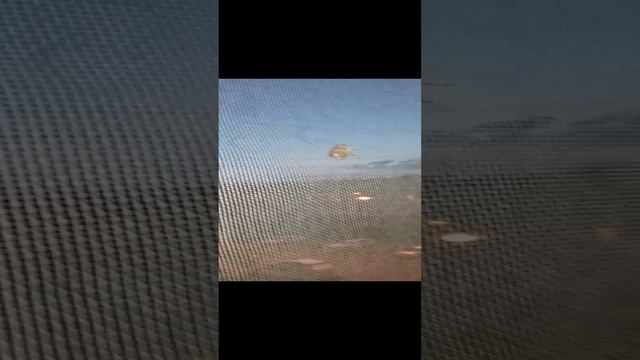 Котик крякает на жука