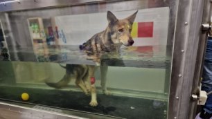 Собака после операции на позвоночнике учится плавать | Спасение животных | Saving the dog
