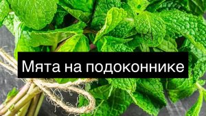Мята на подоконнике