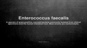 Medical vocabulary: What does Enterococcus faecalis mean