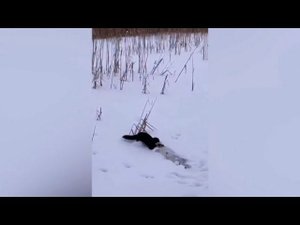 Пушистый зверёк украл рыбу у югорских рыбаков