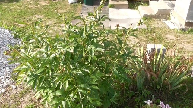 Цветы в августе! смотреть онлайн