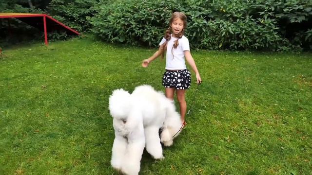 Клип про собаку "Это знает каждый" смотреть онлайн