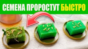 Семена проросли быстро там, где мы не ожидали. 2-я часть. Проращивание семян в разной воде