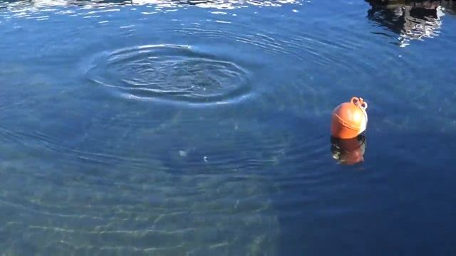 Прикольное видео: Утка ловит рыбу в море! смотреть онлайн