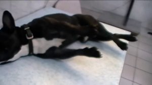 Межпозвоночная грыжа в шейном отделе у французкого бульдога