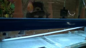 ДИСКУСЫ. Aquarists of Russia  kristall-discus Дискусы оптом