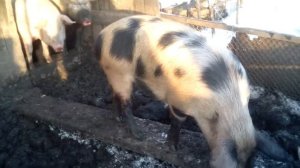 Свиньям 9 месяцев.mp4