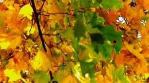 Осеннее танго ветра и листьев, #песня