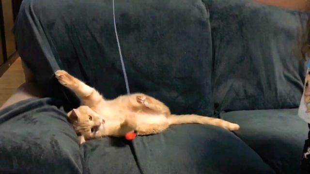 ДАШКА И КОТ ПЛАТОН. Приколы с котами. Смешные видео с котами. My funny cat Platon. смотреть онлайн