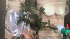 Syngonium pink splash propagation using sand and natural hormones/plant/garden