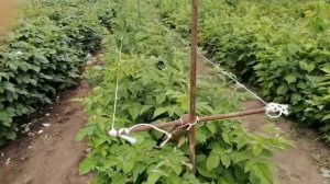 Шпалера для малины/ Подкормка ремонтантной малины в июле