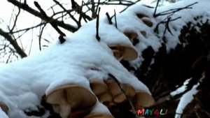 Грибы Вешенки в Лесу Зимой