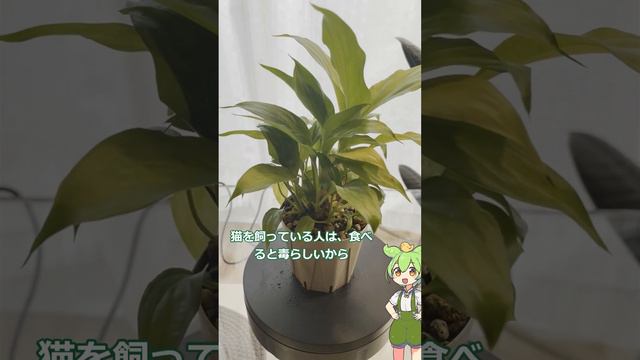 【我が家の観葉植物18】スパティフィラム#観葉植物#インテリア#ずんだもん#植物#育て方#ガーデニング