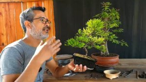 COMO EMPEZAR UN BONSAI / Tema, ALAMBRADO, COMO Y PORQUE ALAMBRAR, QUE ALAMBRE USAR, Y HASTA CUANDO