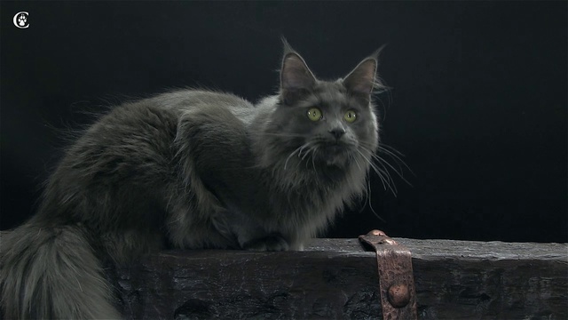 Видео мейн-куна окрас голубой солид (a) Candycoon's Katie в 11 месяцев www.coonplanet.ru