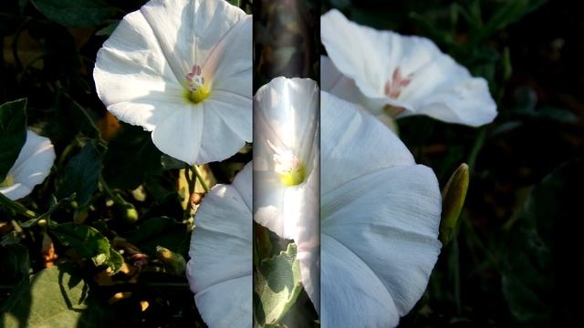 Коренастый сорняк. Вьюнок полевой /Chunky weed. Field bindweed.