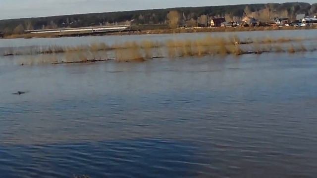 маслянино паводок 2015