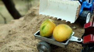 Собираем урожай манго