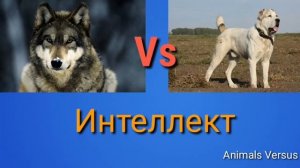 Алабай против Волка! КТО СИЛЬНЕЕ? Alabay VS Wolf! WHO IS STRONGER?