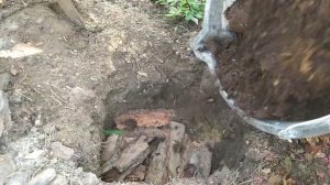 Посадка крупнолистной гортензии Miss Saori