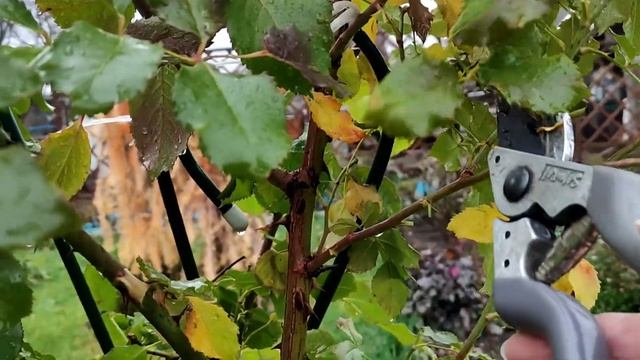 РОЗА САХАРА. ОБРЕЗКА ЛЕГКО И ПРОСТО. смотреть онлайн