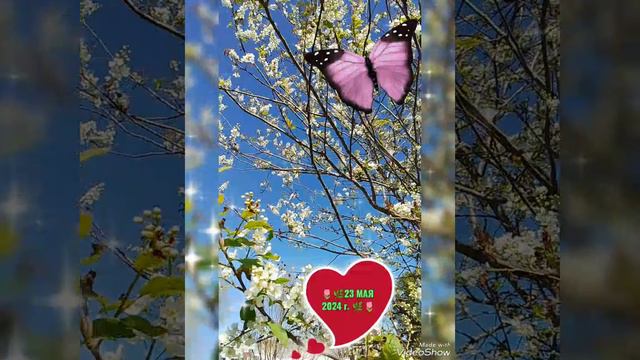 🌷💐 ТЮЛЬПАН, ЧЕРЁМУХА 💐🌷23 МАЯ 2024 г.💐🌷