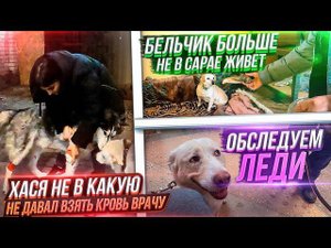 Бельчик больше не в сараеОбследование Хаси и Леди. Закупили мясо для хвостиков.
