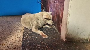 ??От собаки только что отказались хозяева | отслужила свой срок | Saving an abandoned elderly dog