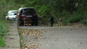 Целый район в городе Златоусте Челябинской области держат в страхе бездомные собаки