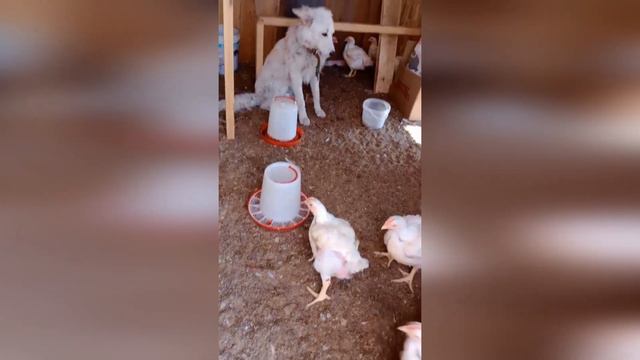 Белка на передержке проходит уроки воспитания, в том числе учится не трогать домашнюю птицу 🐓🐓🐓 смотреть онлайн