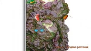 Салат обыкновенный 4 Сезона Кочанный (4 sezona) ? обзор: как сажать, семена салата 4 Сезона Кочанны