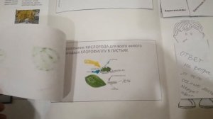 проект во 2 классе "почему листья осенью меняют цвет?", лэпбук/буклет/плакат