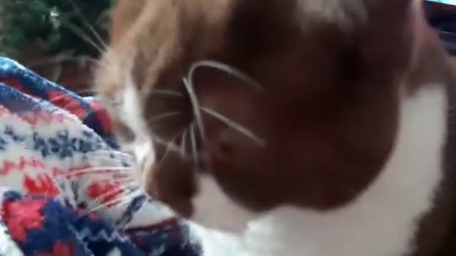 Британский кот разминает лапки смотреть онлайн