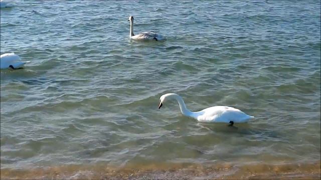 Релакс Черное Море Анапа 2017 смотреть онлайн