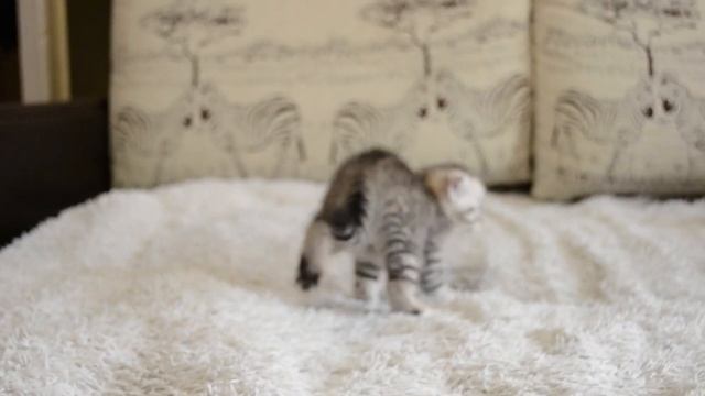Как растут Шотландские котята