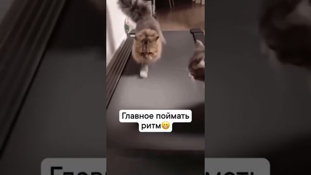 Ох уж эти котики...