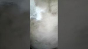 Как определить когда корове телится ? Признаки