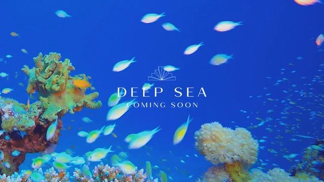 BIRCE AKALAY DESIGN-DEEP SEA COLLECTION COMING SOON.mp4