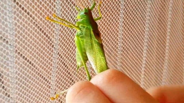Насекомашки 4. Насекомые для детей: саранча.