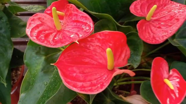 PLANTAS de INTERIOR: 1- ANTHURIUM Andreanum🌷🌷 смотреть онлайн
