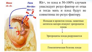Кравченко Мухаметзянова ОП209 Группы крови