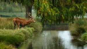 "Как олень спешит к воде..."